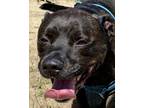 Adopt Meatloaf a Tan/Yellow/Fawn American Staffordshire Terrier / Mixed dog in