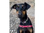 Adopt Gaia a Black Doberman Pinscher / Mixed dog in Burlington, WA (38801212)