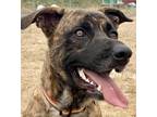 Adopt Rex a Brindle Dutch Shepherd / American Pit Bull Terrier / Mixed dog in