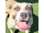 Adopt Stiller a Tan/Yellow/Fawn Pit Bull Terrier / Mixed dog in Chatham