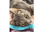 Adopt Lucille a Gray, Blue or Silver Tabby Domestic Shorthair (short coat) cat