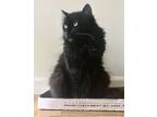 Adopt Pebbles* a All Black Domestic Longhair (long coat) cat in Brooklyn