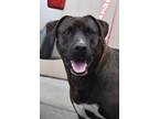 Adopt Tanisha a Brown/Chocolate Labrador Retriever / Mixed dog in Milton