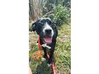Adopt Echo a Black - with White American Staffordshire Terrier dog in Milton