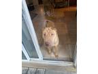 Adopt Haruki a Tan/Yellow/Fawn Shar Pei / Mixed dog in Henderson, NV (38908101)