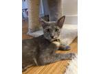 Adopt Frankie a Gray or Blue Domestic Shorthair / Mixed (short coat) cat in