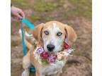 Adopt Penelope a Yellow Labrador Retriever, Husky