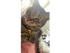Adopt Atticus a Tortoiseshell Domestic Mediumhair / Mixed (medium coat) cat in
