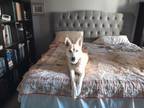 Adopt Sabbia a White - with Tan, Yellow or Fawn German Shepherd Dog / Husky /