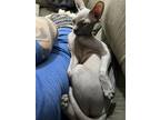 Adopt Shark bait a Gray or Blue Sphynx / Mixed (hairless coat) cat in Las Vegas