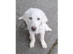 Adopt Glitter a White Great Pyrenees / Mixed dog in Portland, OR (38876347)
