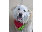 Adopt Diver a Great Pyrenees / Mixed dog in Portland, OR (38810578)