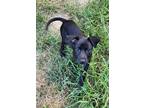 Adopt Jordan a Black Terrier (Unknown Type, Small) / Mixed dog in League City