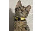 Adopt Daisy a Gray, Blue or Silver Tabby Tabby / Mixed (short coat) cat in