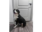 Adopt Bowser a Tricolor (Tan/Brown & Black & White) Australian Shepherd / Mixed