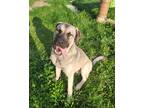 Adopt Jabba a Tan/Yellow/Fawn - with Black Mastiff / Alaskan Malamute / Mixed