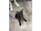 Adopt Grim a Black - with White American Pit Bull Terrier / Mutt / Mixed dog in