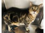 Adopt Lincoln (PetSmart) a Brown or Chocolate Domestic Shorthair / Domestic