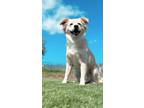Adopt Charlie a White - with Tan, Yellow or Fawn Border Collie / Golden