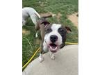 Adopt Bellamy a Red/Golden/Orange/Chestnut - with White American Pit Bull