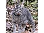 Adopt Jasper a Gray or Blue Tabby / Mixed (short coat) cat in Olympia