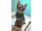 Adopt Whopper Catster a Gray, Blue or Silver Tabby Domestic Shorthair / Mixed