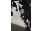 Adopt Dominic a Black - with White Great Dane / Mixed dog in Springboro