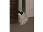 Adopt Louie a Black & White or Tuxedo Manx / Mixed (medium coat) cat in