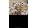 Adopt Billy a Cream or Ivory American Shorthair / Mixed (medium coat) cat in