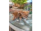 Adopt Max n Moe a Orange or Red (Mostly) Domestic Shorthair / Mixed (short coat)