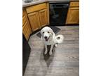 Adopt Nana a Tan/Yellow/Fawn - with White Great Pyrenees / Mixed dog in Jenks
