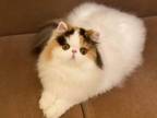 Adopt Bella a Calico or Dilute Calico Persian / Mixed (long coat) cat in