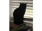 Adopt Boo a Black (Mostly) Bombay / Mixed cat in Schriever, LA (38907162)