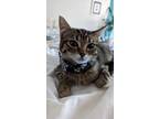 Adopt Gup a Gray, Blue or Silver Tabby Tabby / Mixed (short coat) cat in Orem