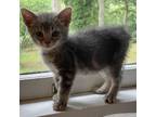 Adopt Butterball a Gray or Blue Manx / Mixed cat in Fayetteville, GA (38907220)