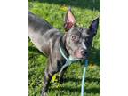 Adopt Bonnie a Black - with White Pit Bull Terrier / Mixed dog in La Grange
