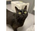 Adopt Midnight a Domestic Shorthair / Mixed cat in Sheboygan, WI (38907200)