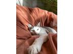 Adopt Pepper a White (Mostly) American Shorthair / Mixed (short coat) cat in San
