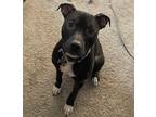 Adopt Rico a Black - with White Labrador Retriever / American Pit Bull Terrier /
