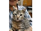 Adopt Lucky a Brown Tabby Domestic Shorthair / Mixed (short coat) cat in Winston