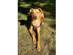 Adopt Daphne(Maeby) a Tan/Yellow/Fawn Feist dog in Irwin, PA (38907093)