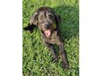 Adopt Aronia a Black German Shepherd Dog / Chow Chow / Mixed dog in Broken