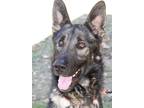 Adopt Jambalaya a Black - with Tan, Yellow or Fawn German Shepherd Dog / Mixed