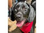 Adopt Nikki a Black - with White Labrador Retriever dog in Atlanta