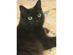 Adopt Gwendolyn a All Black Domestic Longhair / Mixed (long coat) cat in Oviedo