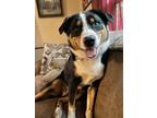 Adopt Oliver a Brown/Chocolate - with Black Bernese Mountain Dog / Australian