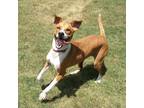 Adopt Kaa a Brown/Chocolate Jack Russell Terrier / Boxer / Mixed dog in