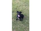 Adopt Lilly a Black - with White Mutt / Mixed dog in Anderson, SC (38906978)