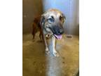 Adopt 53926812 a Tan/Yellow/Fawn German Shepherd Dog / Mixed dog in Mt.