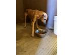 Adopt 53926798 a Red/Golden/Orange/Chestnut German Shepherd Dog / Mixed dog in